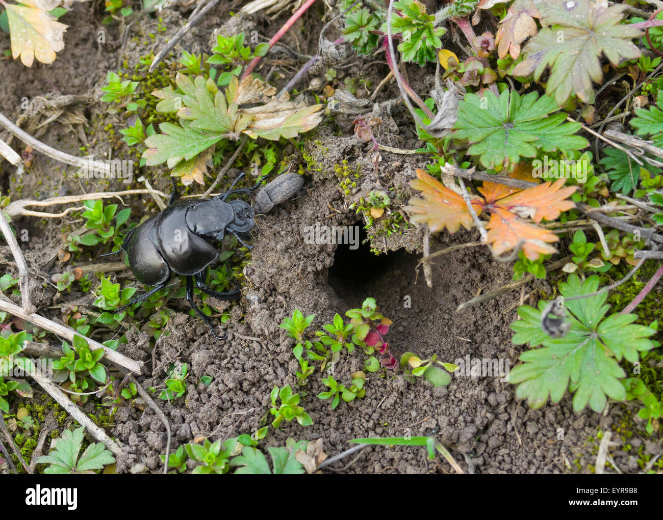 Lethrus Apterus Käfer in der Nähe seiner burrow Stockfoto