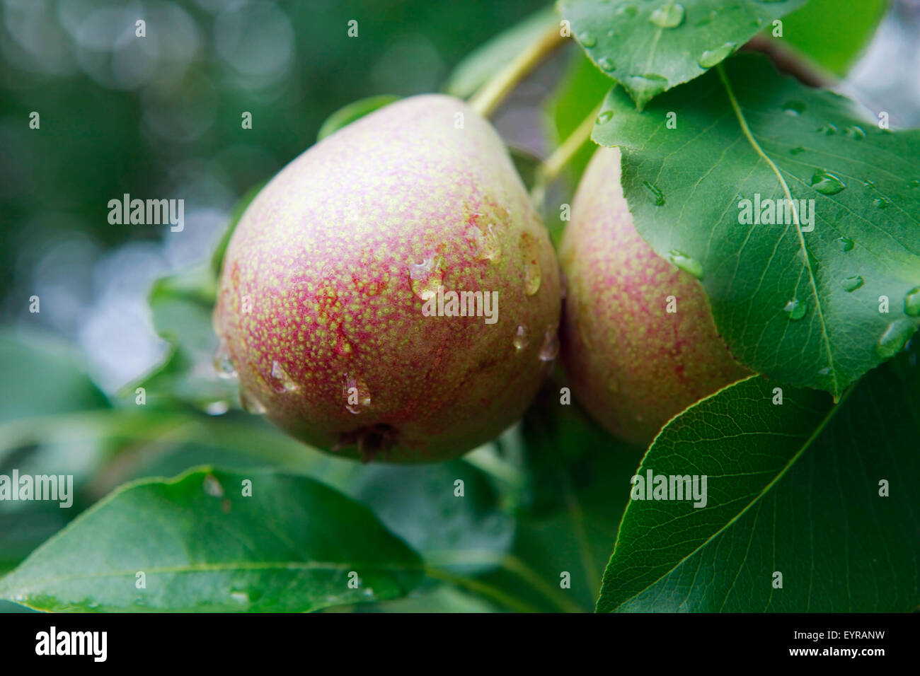 Reife Birnen auf einem Ast mit Tropfen nach Regen Stockfoto