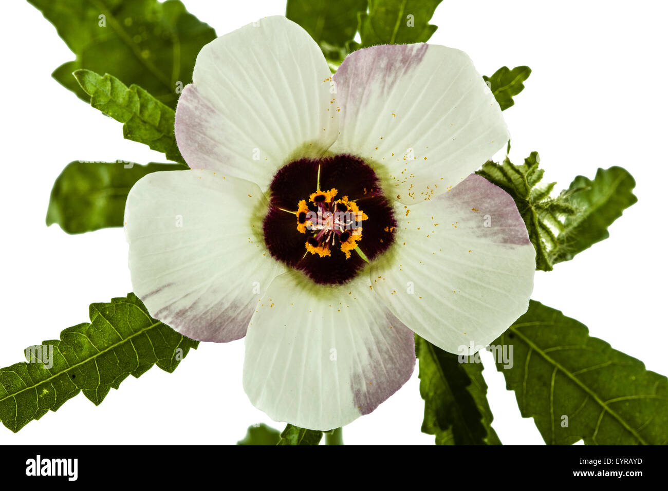 Blume von Hibiskus, isoliert auf weißem Hintergrund Stockfoto