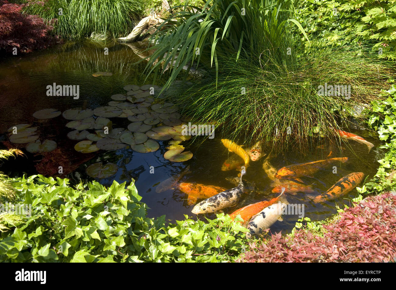 Japanischer koi karpfen Fotos und Bildmaterial in hoher Auflösung Alamy