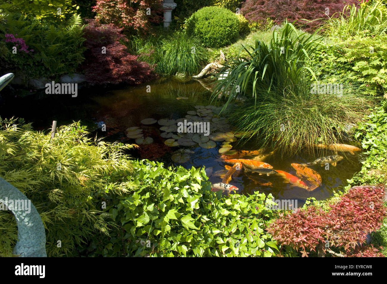Japanischer koi karpfen Fotos und Bildmaterial in hoher Auflösung Alamy