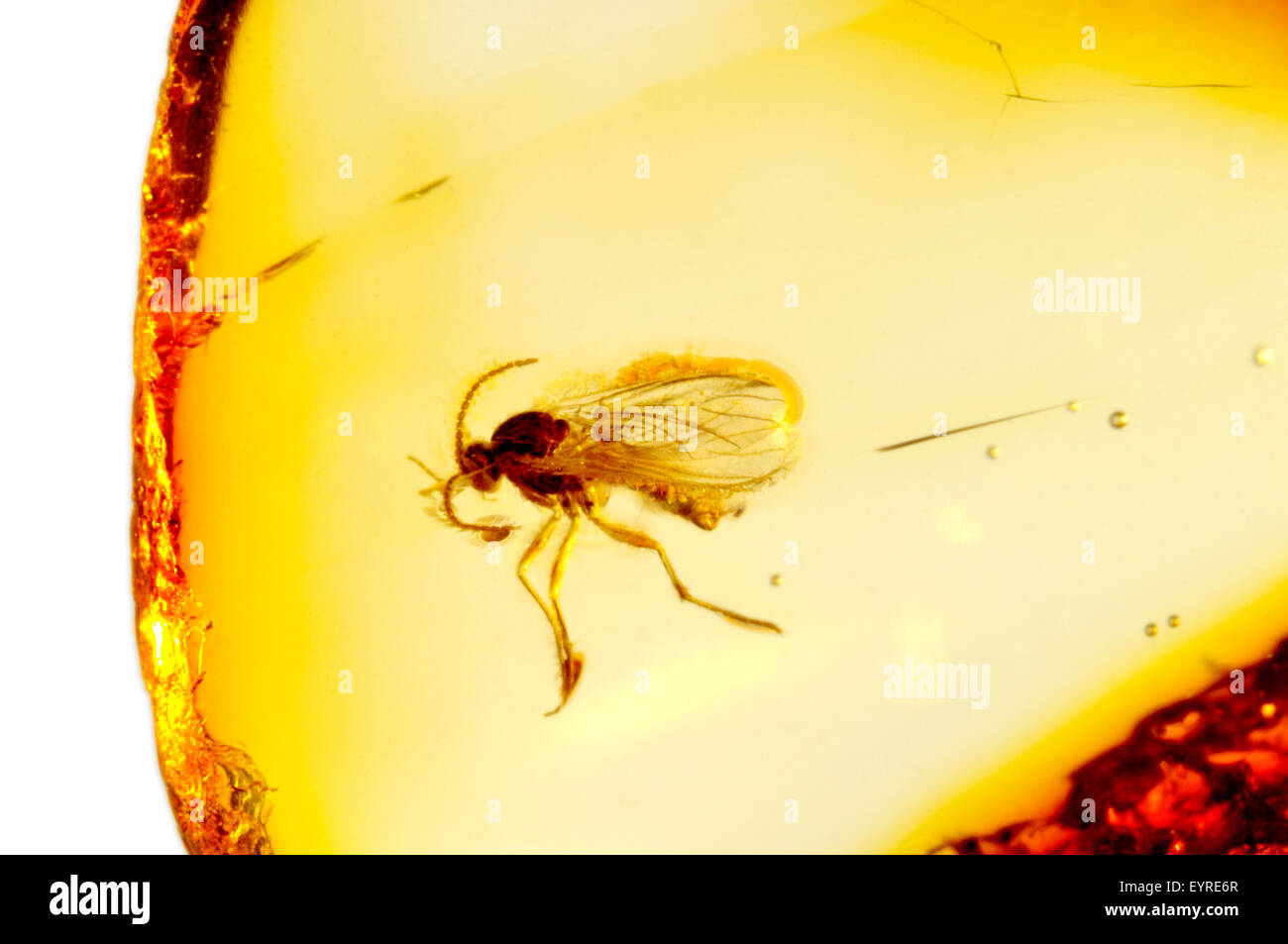 Prähistorische Fliege (c40 - 50m Jahre alt) im baltischen Bernstein aus Kaliningrads Region, Russland erhalten. Insekt ca. 3-4 mm lang Stockfoto
