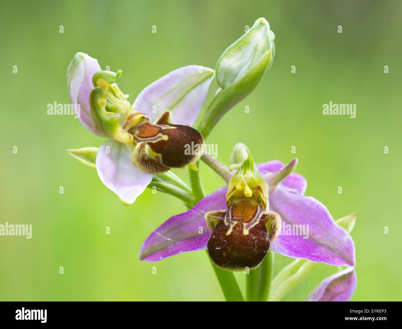 Detail der einzelnen Blüten der Biene Orchidee, Ophrys apifera Stockfoto