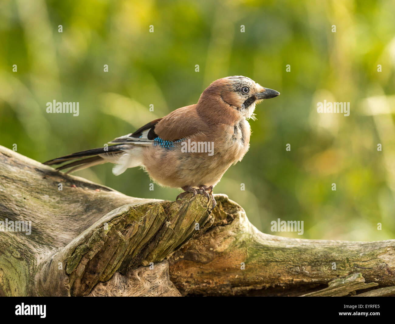 Eichelhäher dargestellt thront auf einer alten verfallenen hölzernen Baumstumpf, in frühen Abend Sonnenlicht getaucht. Peering rechts. Stockfoto