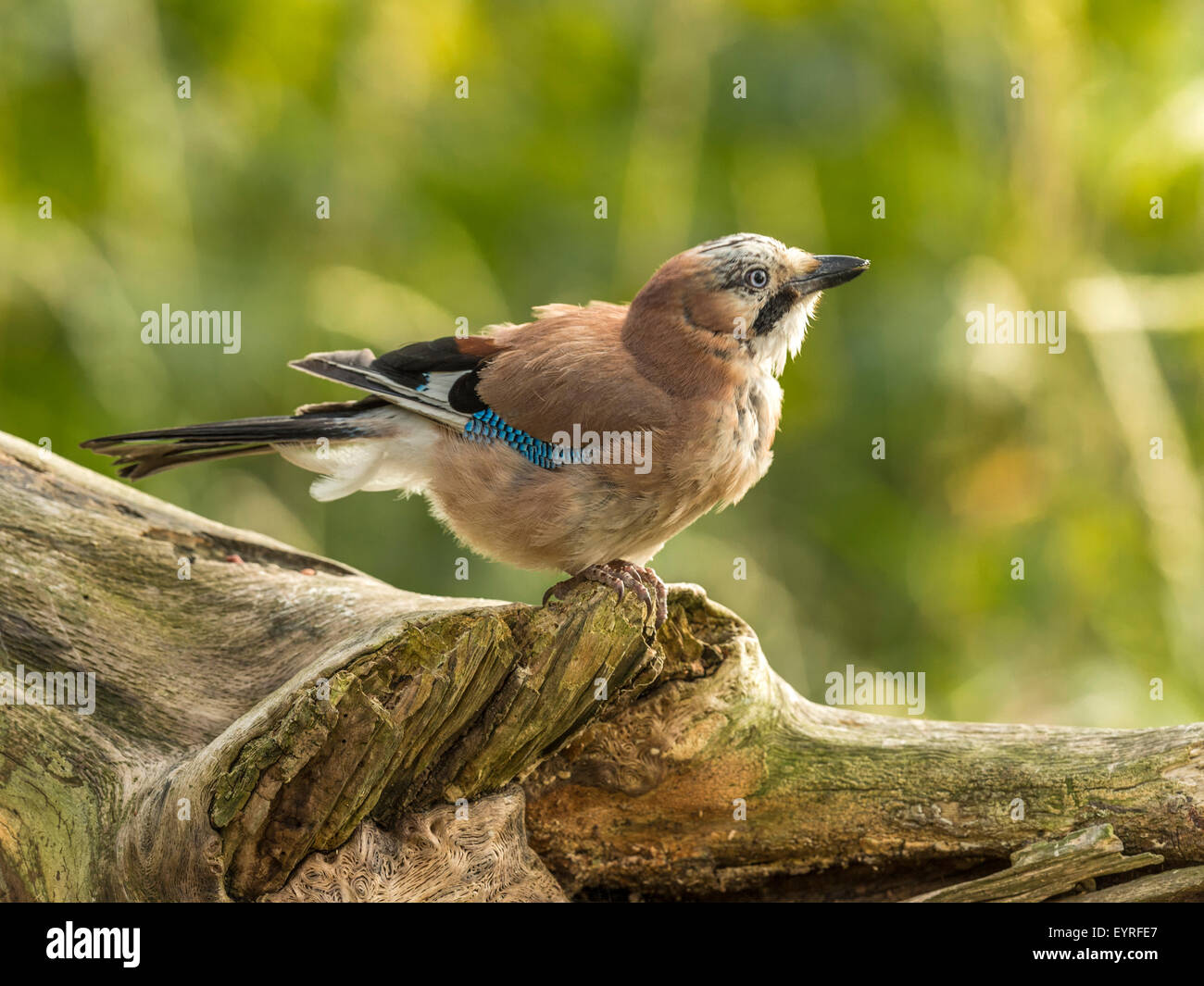 Eichelhäher dargestellt thront auf einer alten verfallenen hölzernen Baumstumpf, in frühen Abend Sonnenlicht getaucht. Geduckte bereit zu fliegen. Stockfoto