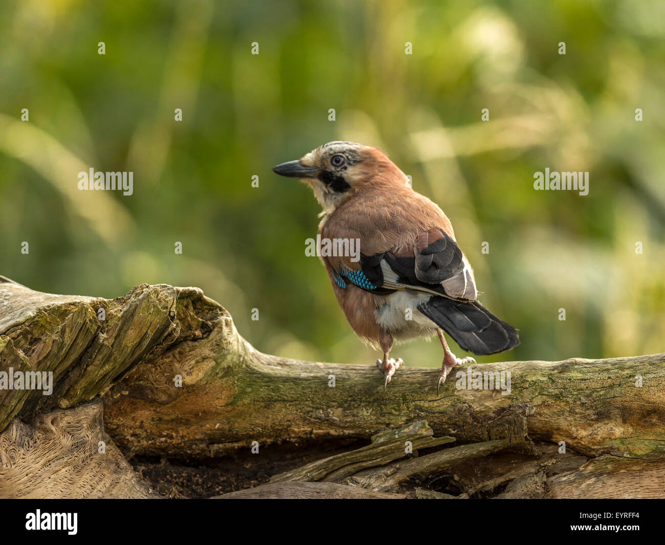 Eichelhäher dargestellt thront auf einer alten verfallenen hölzernen Baumstumpf, in frühen Abend Sonnenlicht getaucht. Peering links. Stockfoto