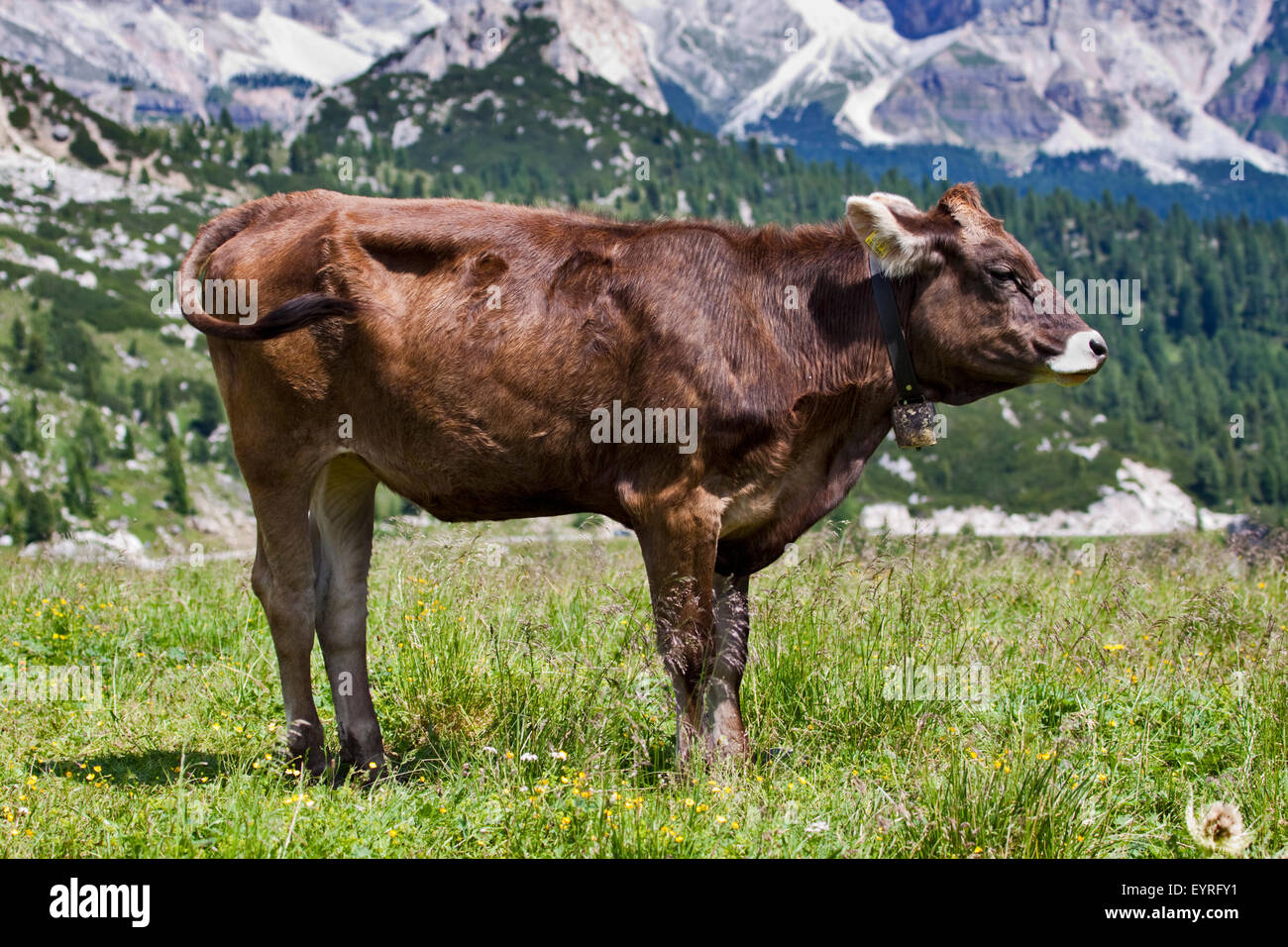 Alpine Kuh am Giau Pass, Dolomiten, Italien Stockfoto