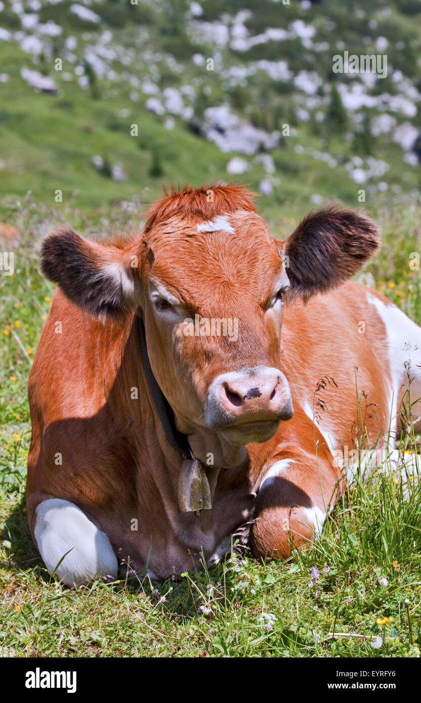 Alpine Kuh am Giau Pass, Dolomiten, Italien Stockfoto