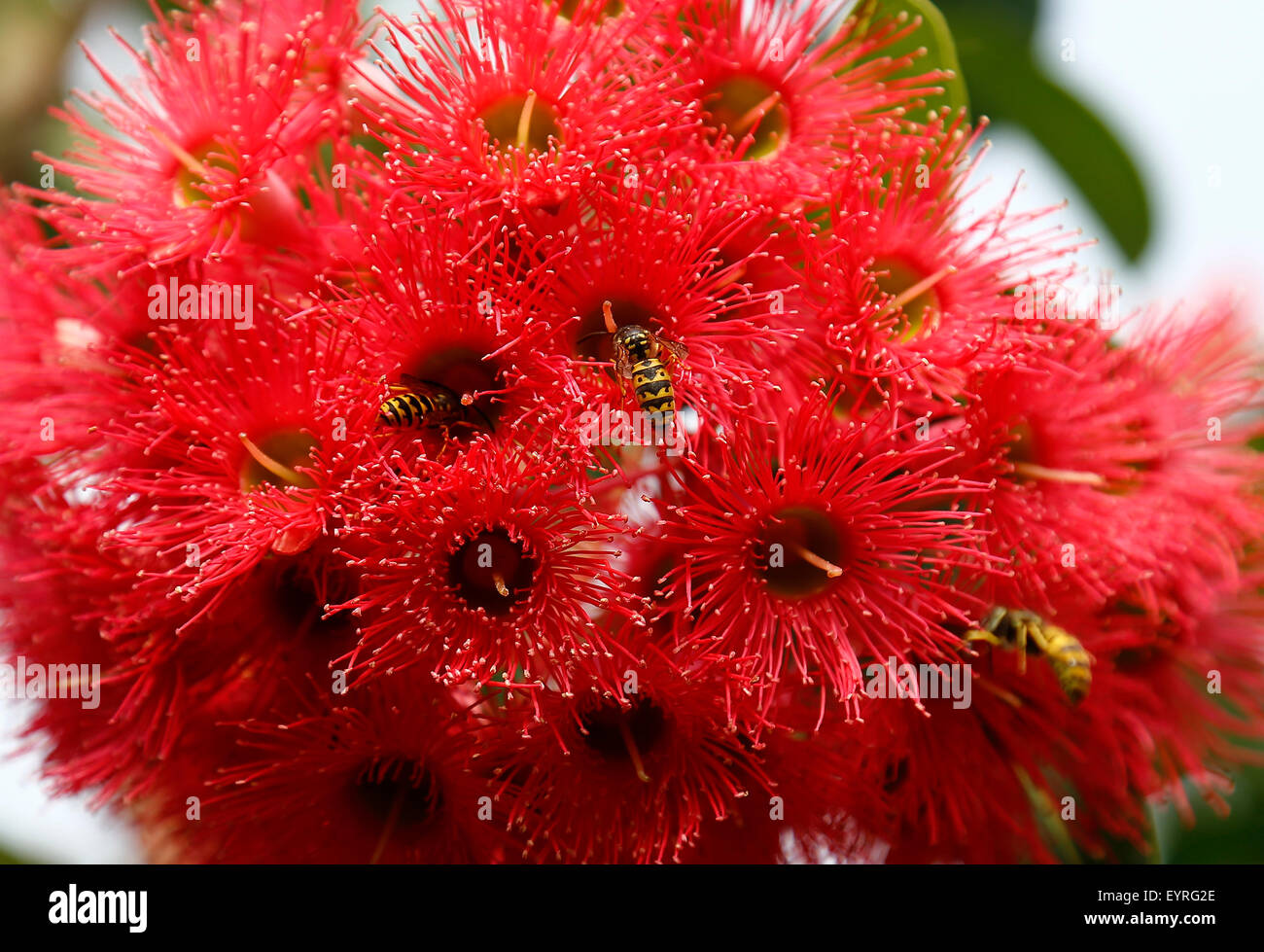 Rote Blüte Kaugummi mit Wespen in den Gärten des Lullingstone Castle in kent Stockfoto