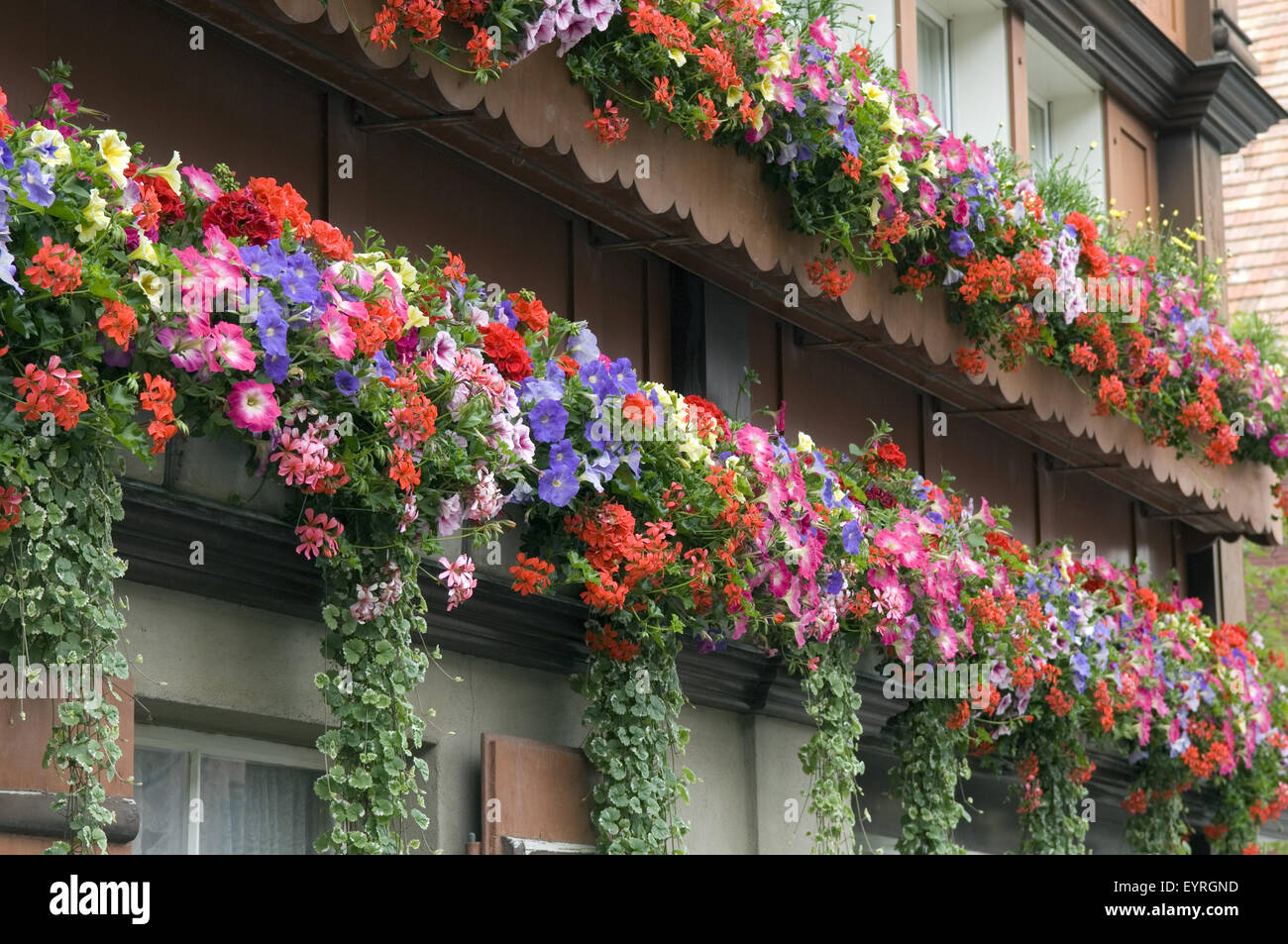 Balkonblumen, Surfina, Geranien Stockfotografie Alamy