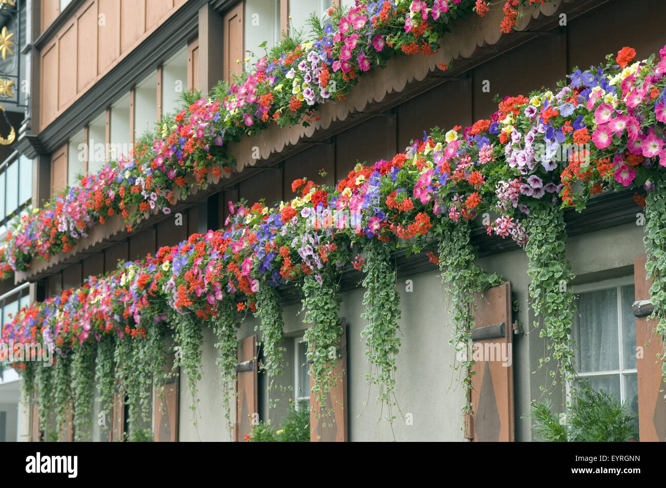 Balkonblumen, Surfina, Geranien Stockfoto, Bild 85955233 Alamy