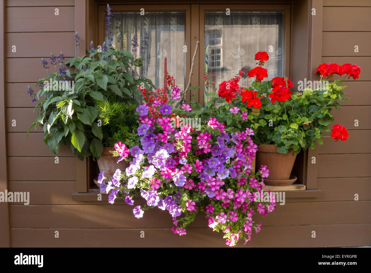Schweiz. Typische bunte Blumen im Blumenkasten Stockfotografie - Alamy