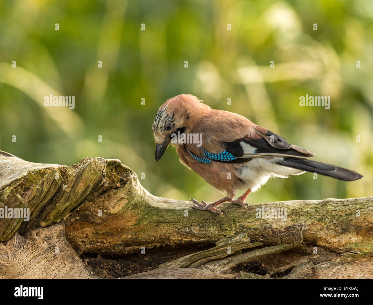 Eichelhäher dargestellt thront auf einer alten verfallenen hölzernen Baumstumpf, in frühen Abend Sonnenlicht getaucht. Herabstarren. Stockfoto