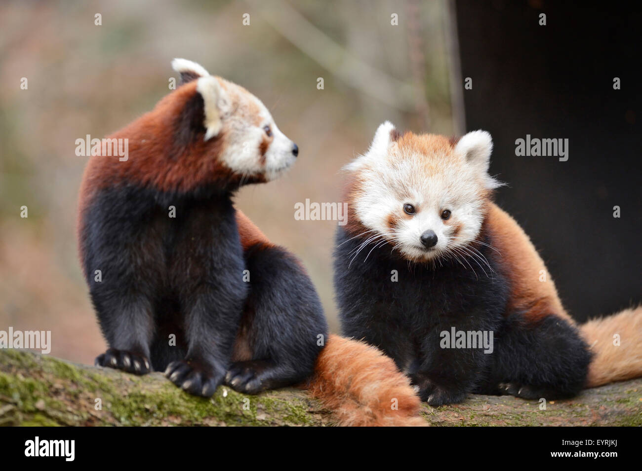 Rote panda babys -Fotos und -Bildmaterial in hoher Auflösung – Alamy