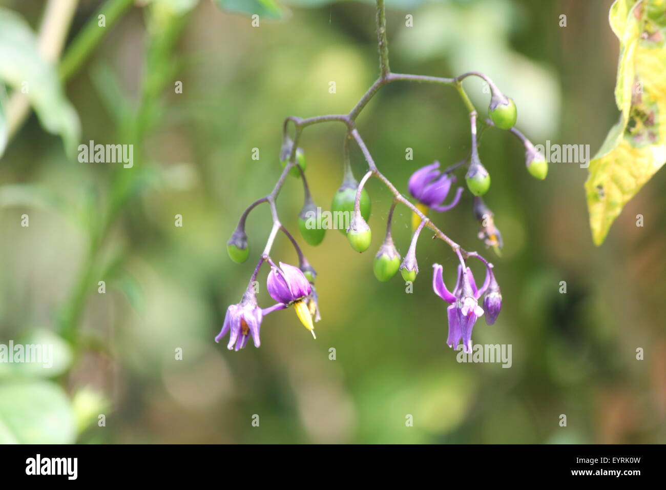 Lila mit gelben Blüte der Nachtschatten (Solanum Dulcamara) Pflanze mit grünen Beeren wachsen in S.E. Ontario. Giftig Stockfoto