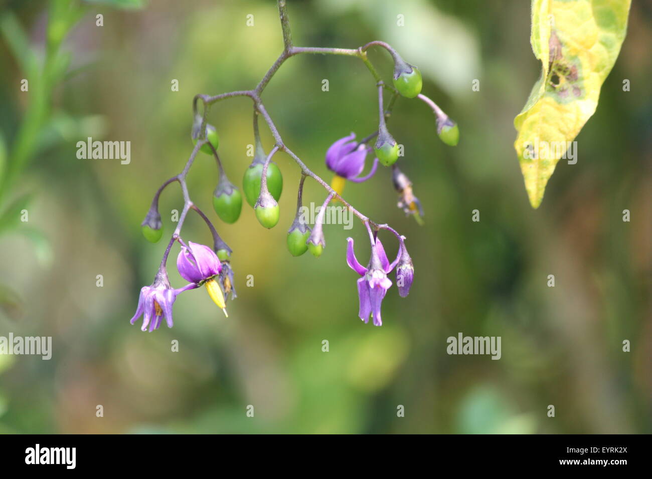 Lila mit gelben Blüte der Nachtschatten (Solanum Dulcamara) Pflanze mit grünen Beeren wachsen in S.E. Ontario. Giftig Stockfoto