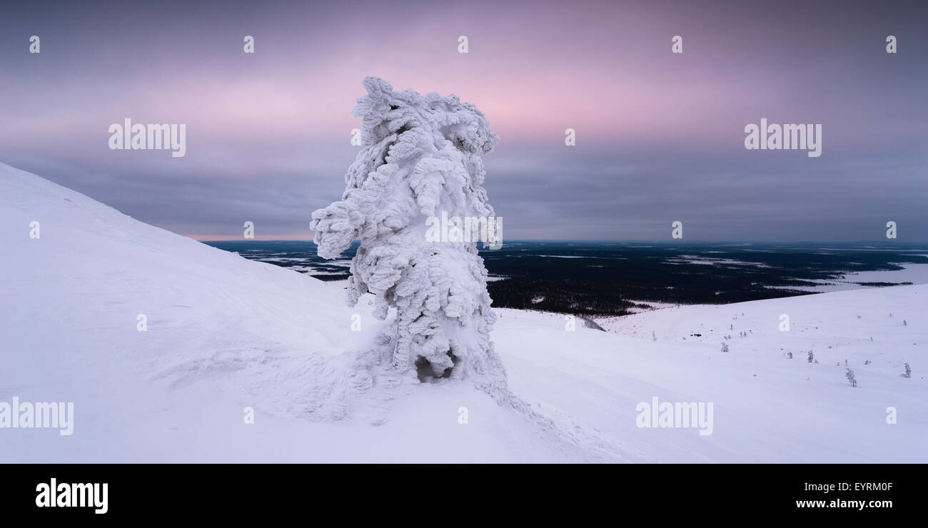 Winter, Tannen, Kiefern, Eis, Schnee, Winter Dormanz, vereist, Lappland, Finnland, Pallastunturi, Kälte, Nebel, weiße, ruhig, unheimlich, Licht, Atmosphäre, Schnee Stockfoto