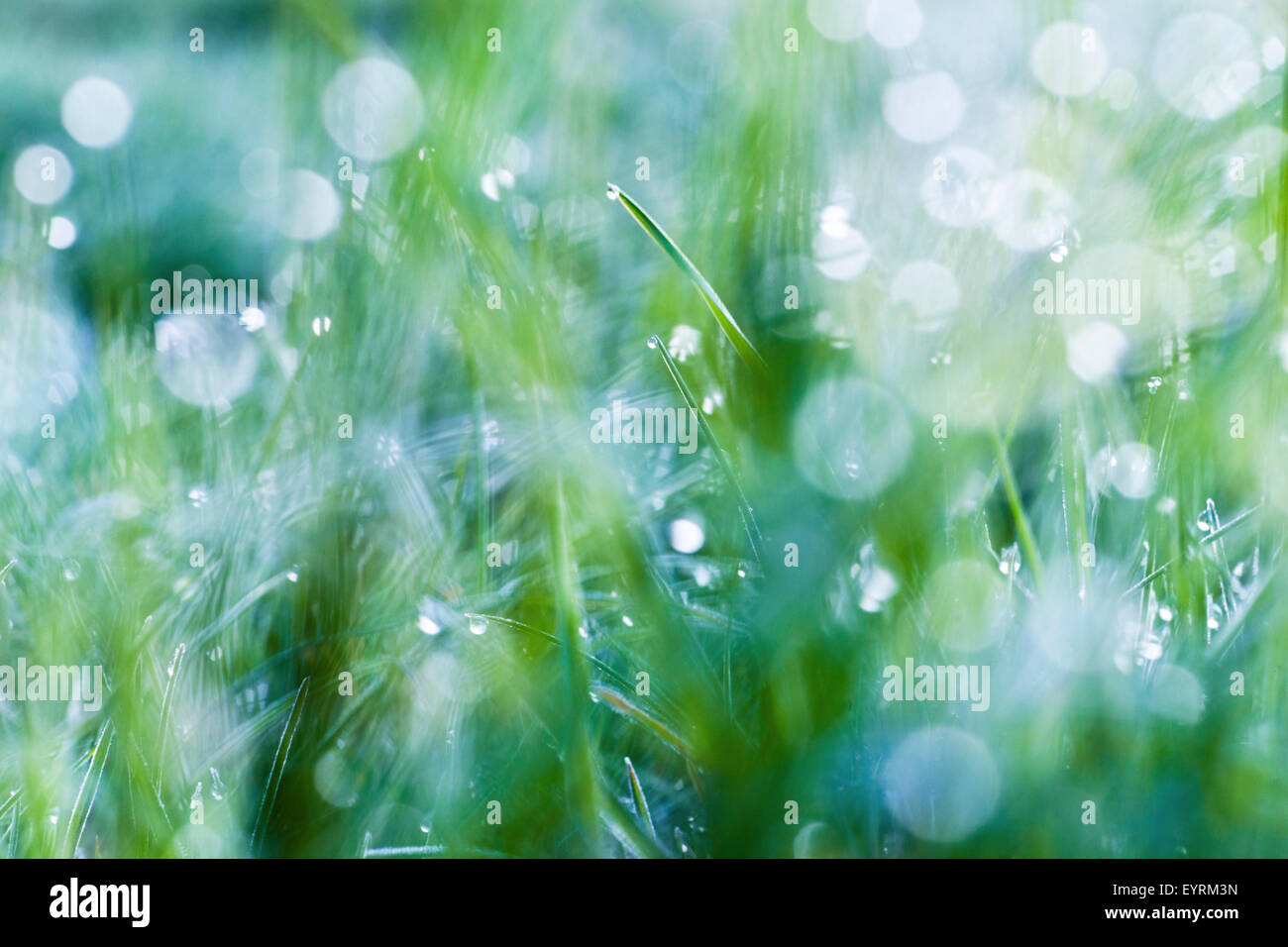 Deutschland, Bayern, Natur, Detail, Rasen, verschwommen, Kreis, Seil, Morgen, Atmosphäre, blau, grün, Deutschland, Bayern, Natur, Detail, Rasen, verschwommen, Kreis, Seil, Morgen, Atmosphäre, blau, grün Stockfoto