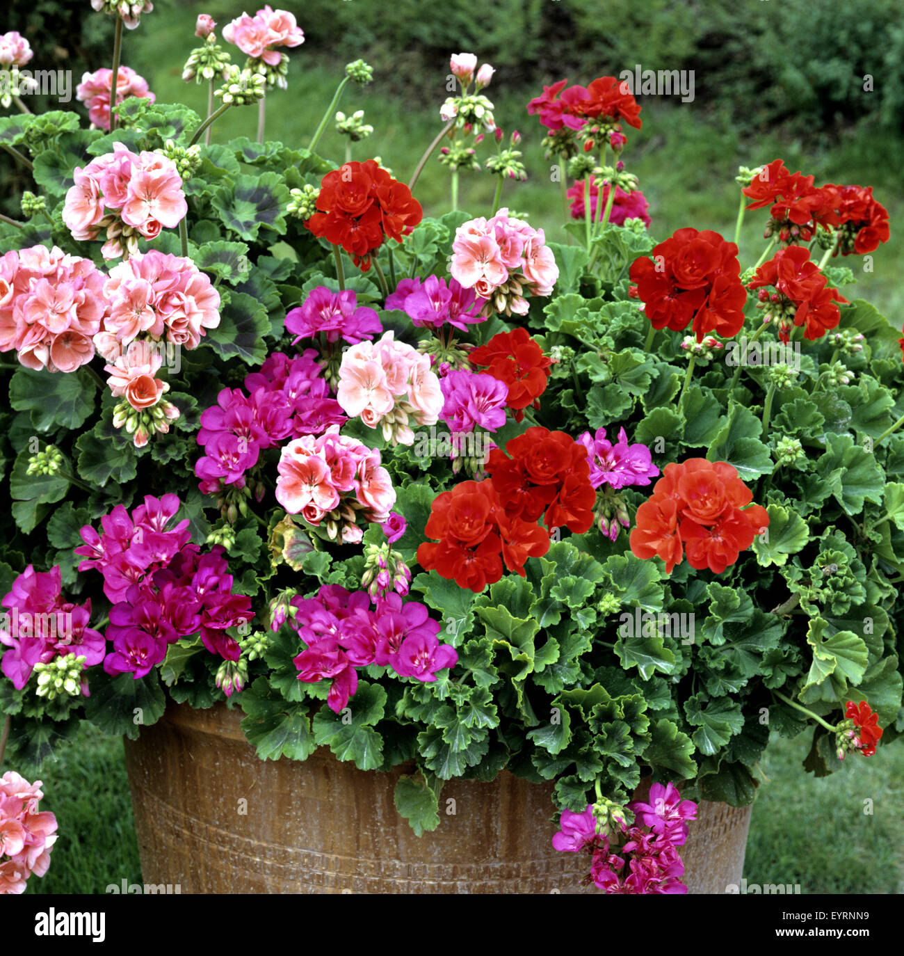 Blumenkuebel, Geranien, Pelargonien, Pelargonie, Balkonblumen; Blumen