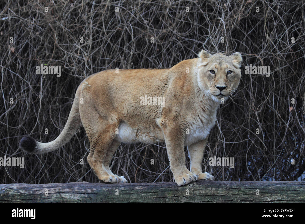 Indische Löwen, Panthera Leo Persica, Stockfoto