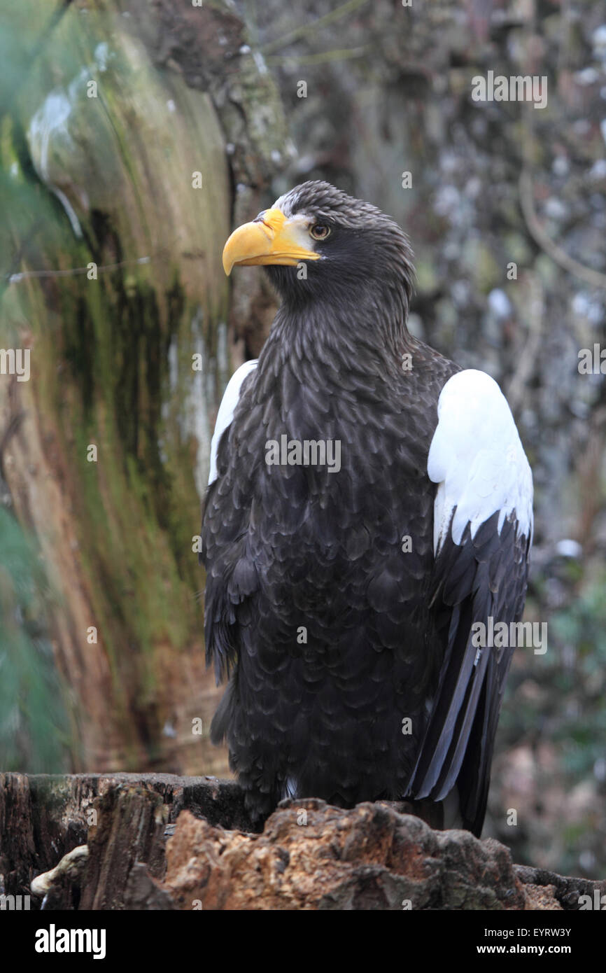 Steller des Seeadlers Haliaeetus pelagicus Stockfoto