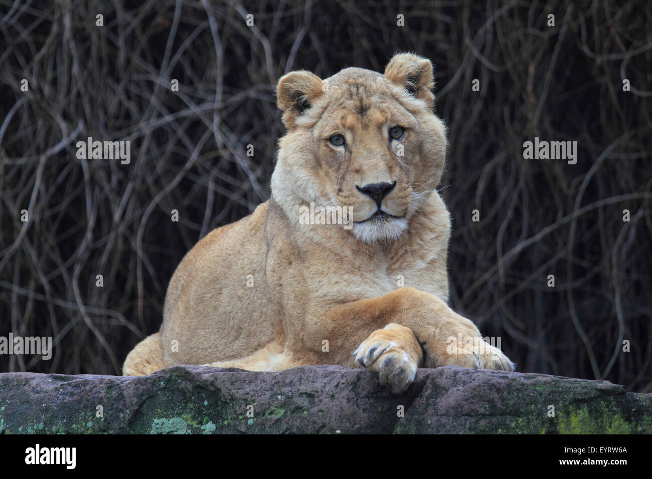 Indische Löwen, Panthera Leo persica Stockfoto