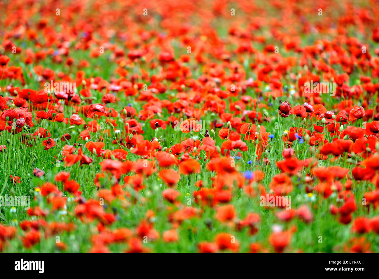 Italien Umbrien Sibillini Mount Nationalpark geblüht in Piana di Castelluccio - Castelluccio von Norcia Stockfoto