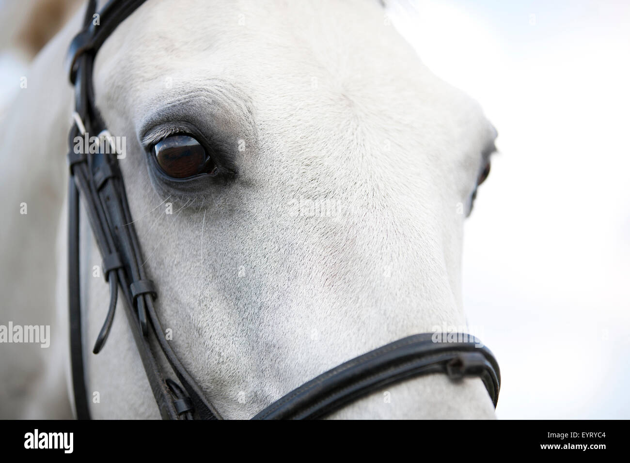 Eine graue Connemara Pferd Stirn und Augen Stockfoto