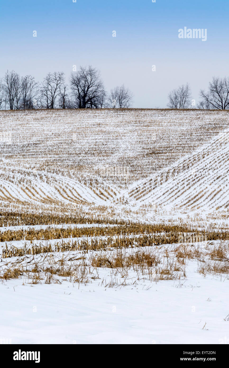 Schnee bedeckt Mais-Feld in der Bluegrass-Region von Kentucky USA Stockfoto