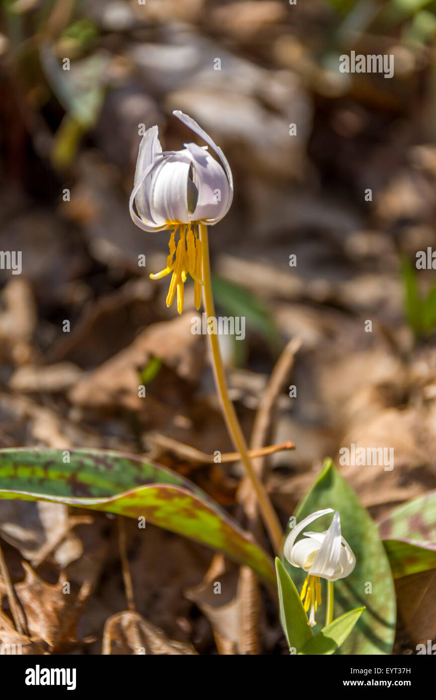 Weiße Forelle Lily Wildblumen des wissenschaftlichen Namens für diese Blumen ist Erythronium Albidum in der Familie Liliaceae fotografiert in den unteren Howard Creek Natur und Erhaltung des Erbes in der Bluegrass-Region von Kentucky Stockfoto