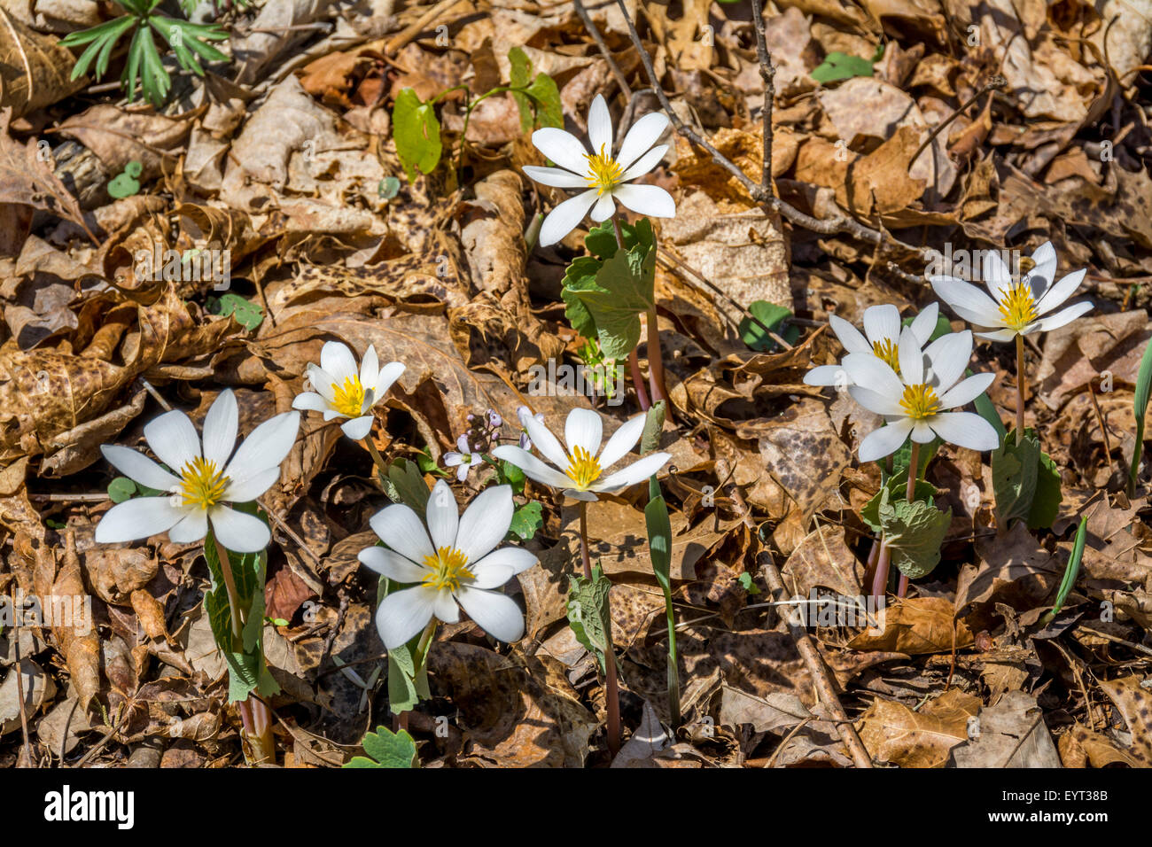 Blutwurz Wildblumen in der Klassifizierung Sanguinaria Canadensis und Familie Papaveraceae. In der unteren Howard Creek Natur und Erhaltung des Erbes in der Bluegrass-Region von Kentucky USA fotografiert Stockfoto