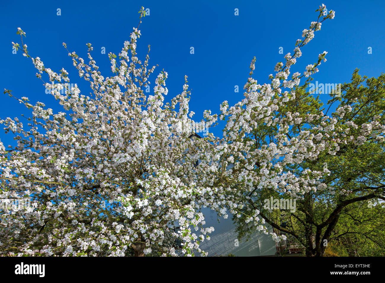 Deutschland, Niedersachsen, Apfel Baum Blüte Stockfoto