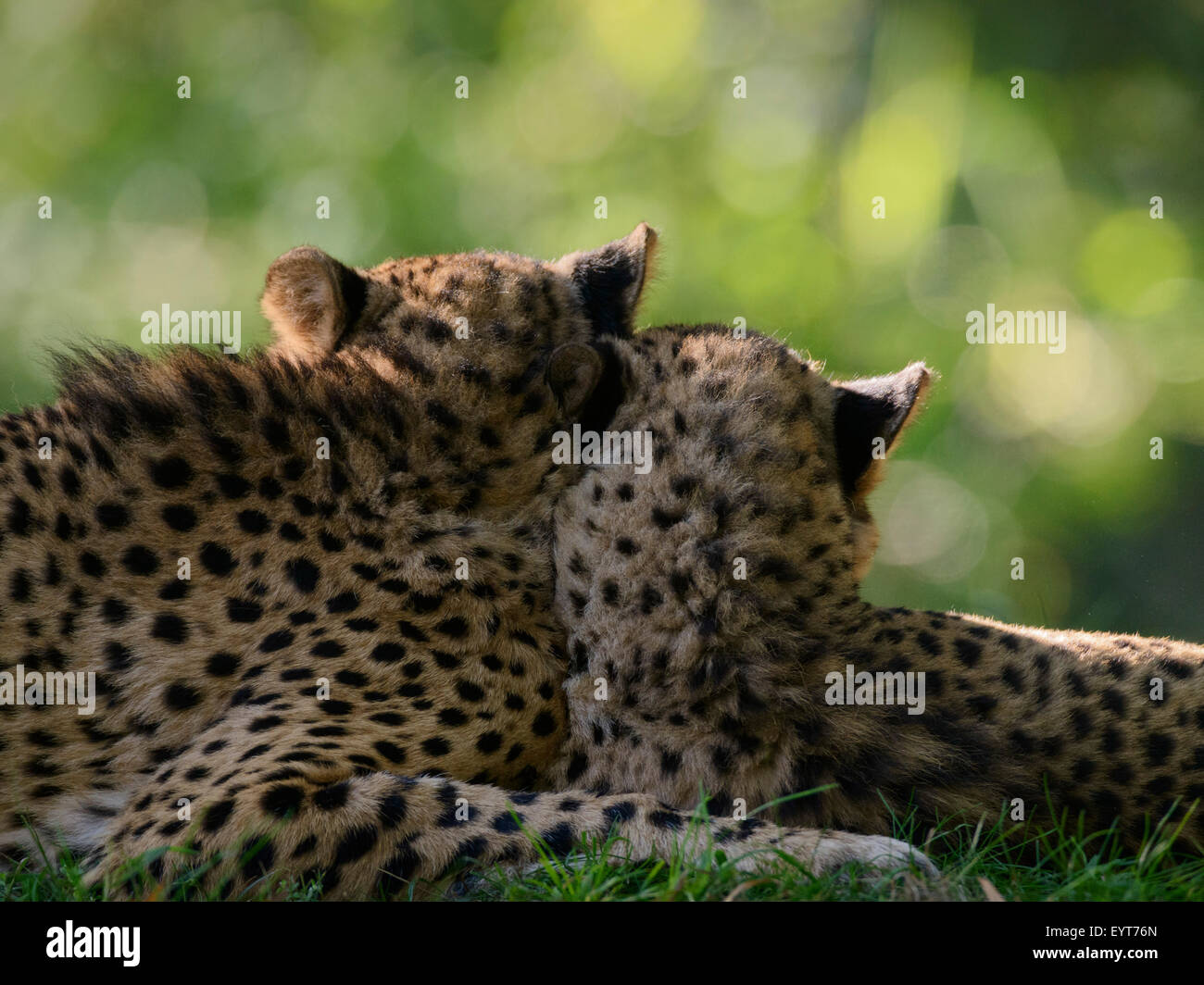 Gepard, Acinonyx Jubatus, männlich und weiblich, Stockfoto