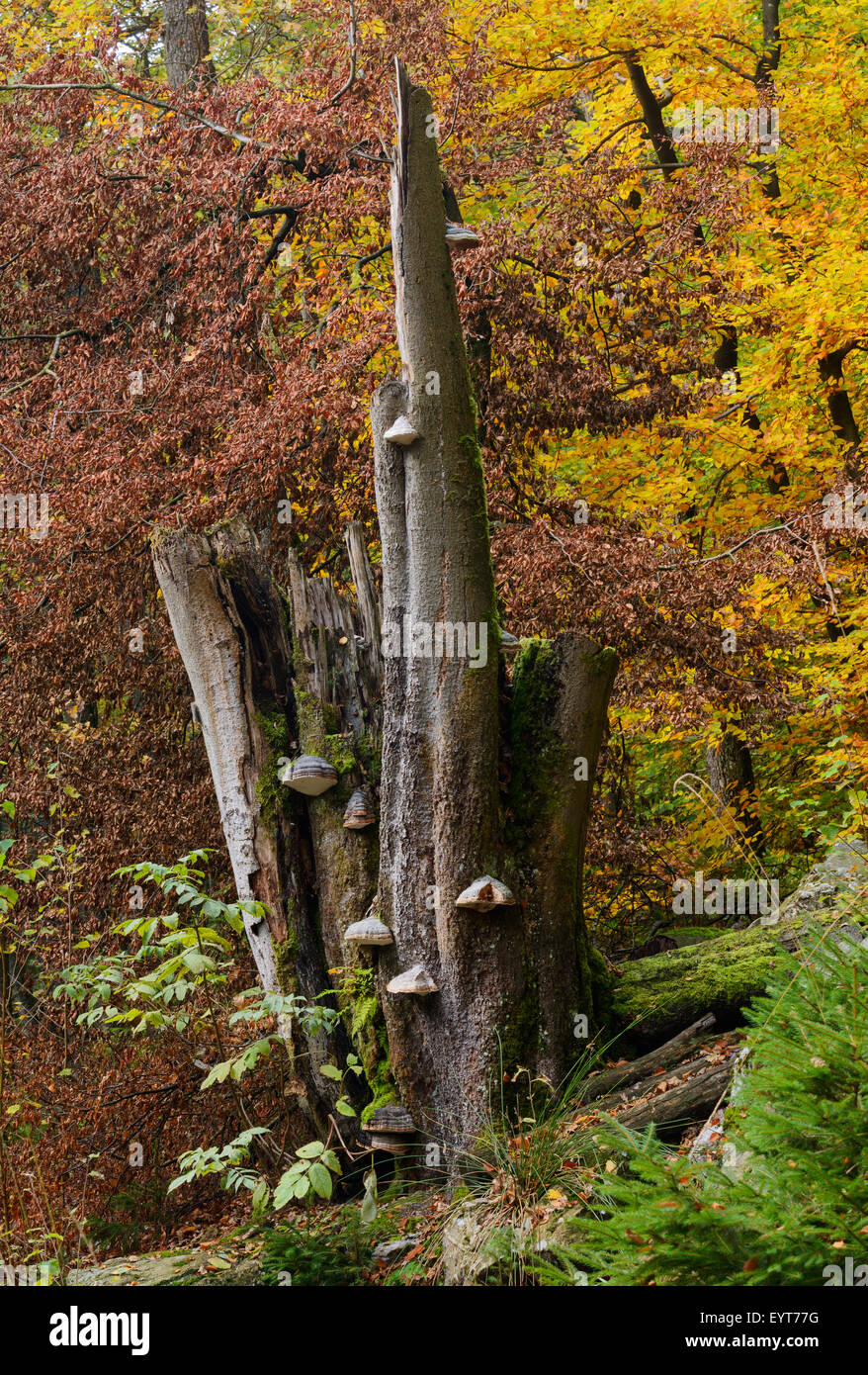 Belgien, hohes Venn, Hautes Fagnes, Naturpark Hohes Venn-Eifel, toter Baum mit Baum-Pilze Stockfoto