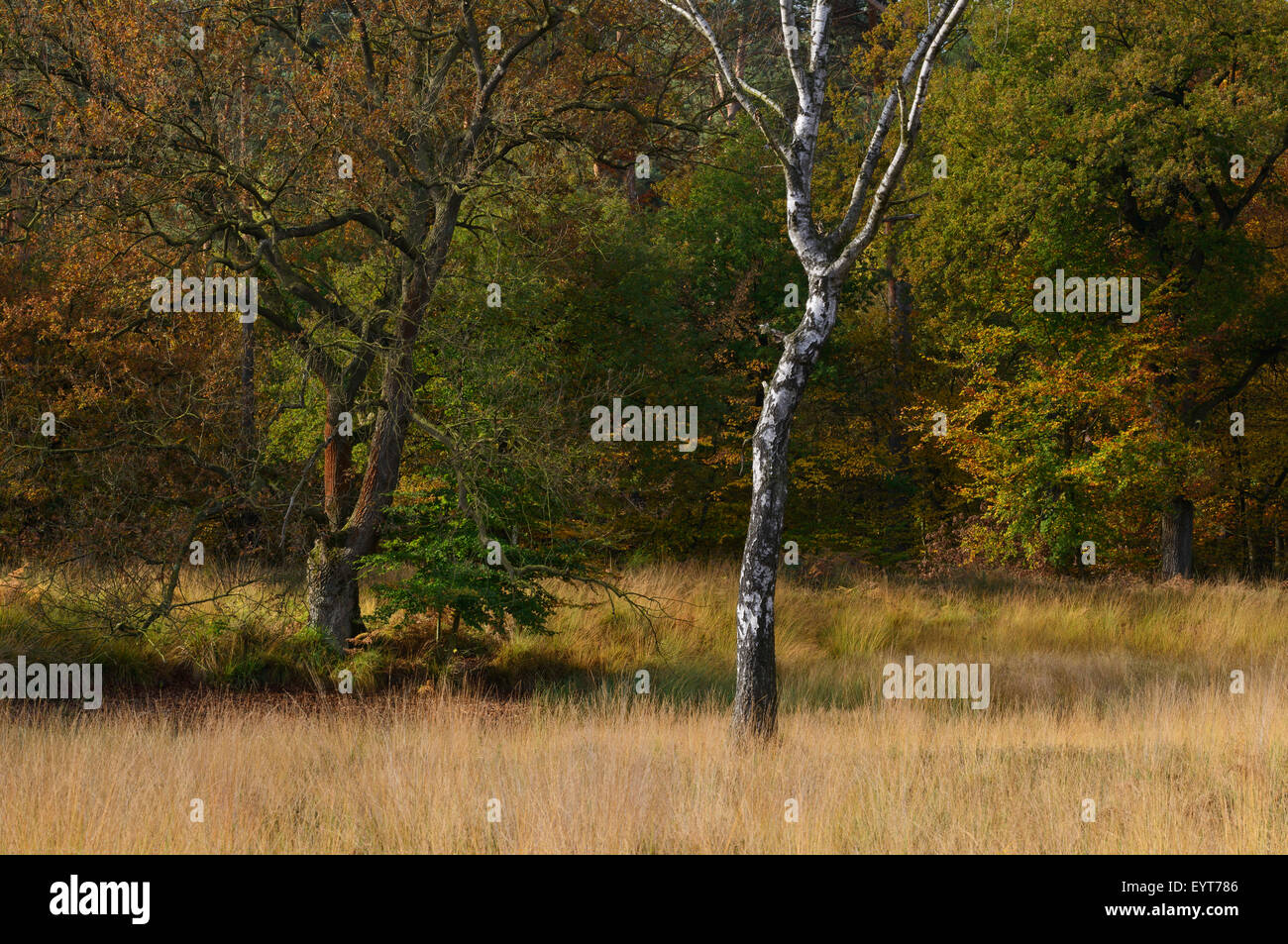 Deutschland, North Rhine-Westphalia, Wahner Heide, Tote Birke vor Herbst Holz Stockfoto