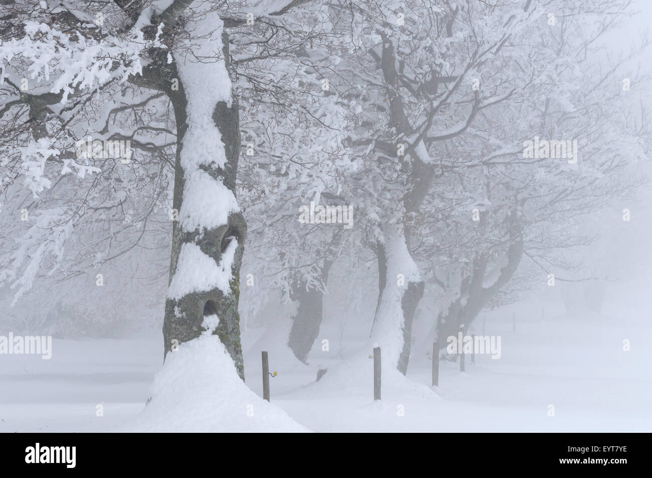 Deutschland, Baden-Württemberg, Schwarzwald, Schauinsland, Blutbuche, verschneite Bäume im winter Stockfoto