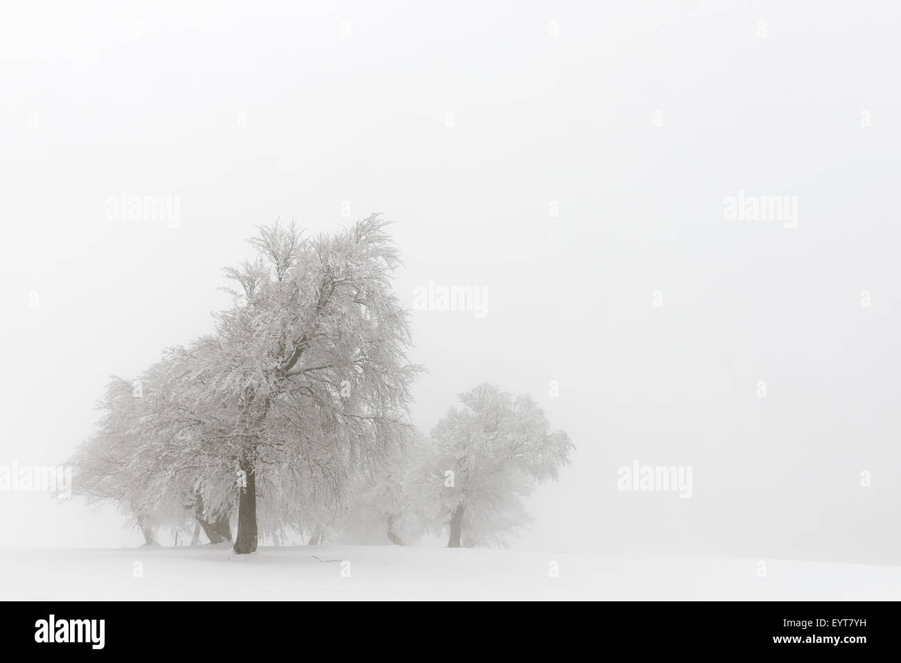 Deutschland, Baden-Württemberg, Schwarzwald, Schauinsland, Blutbuche, verschneite Bäume im winter Stockfoto