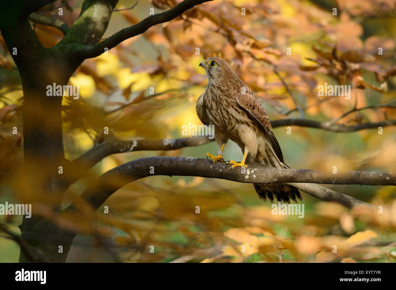 Turmfalke, Falco Tinnunculus, Weiblich, Stockfoto