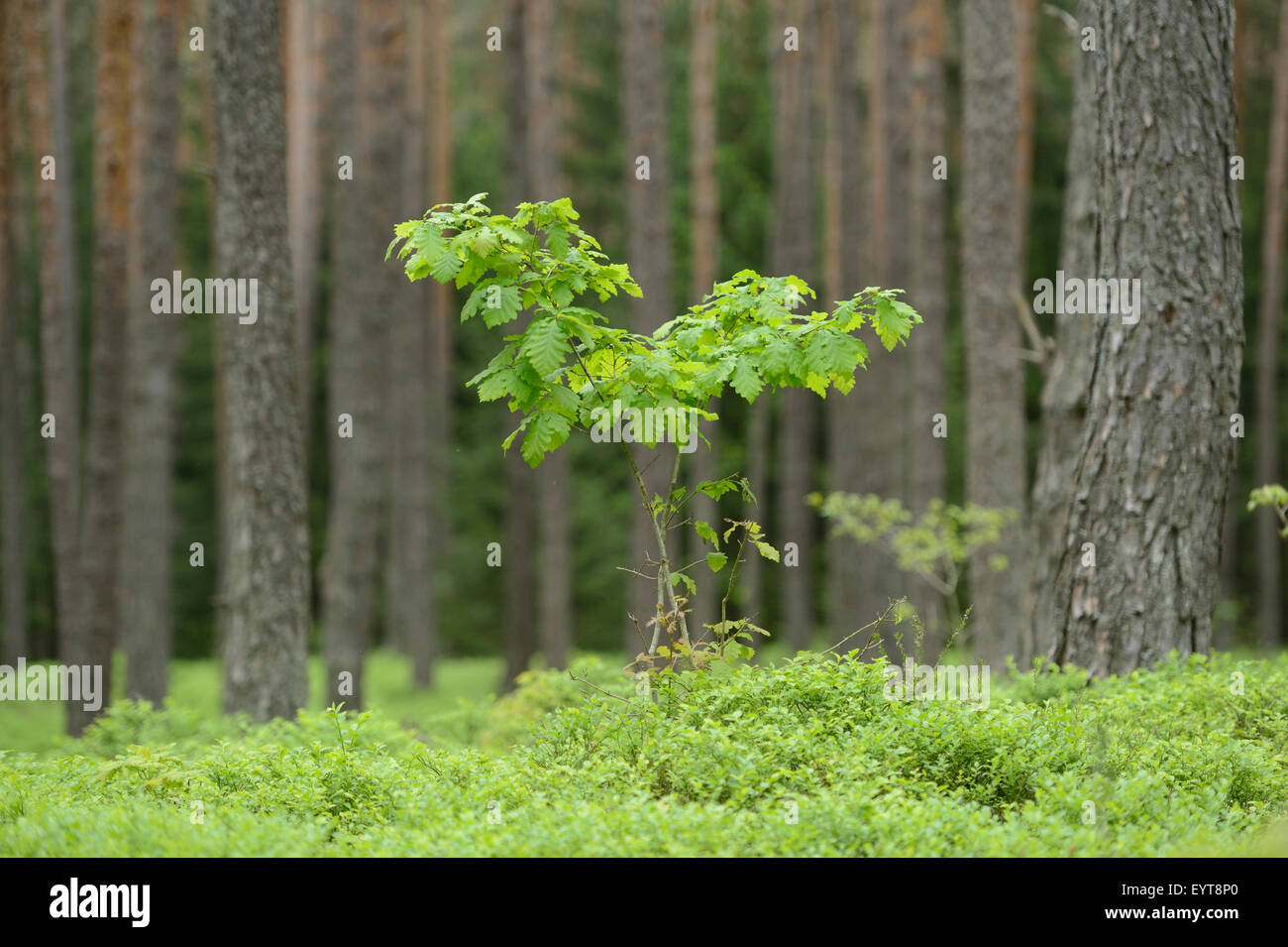 Junge Stieleiche, Quercus Robur, Pinienwald, Pinus Sylvestris, Landschaft, Stockfoto