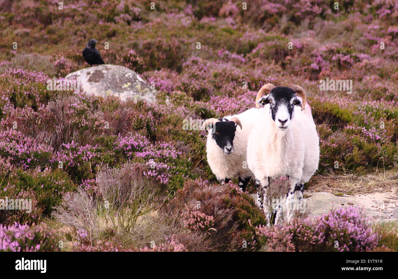 Schafe wandern Sie durch blühende Heide auf Burbage Moor im Peak District National Park England UK Stockfoto