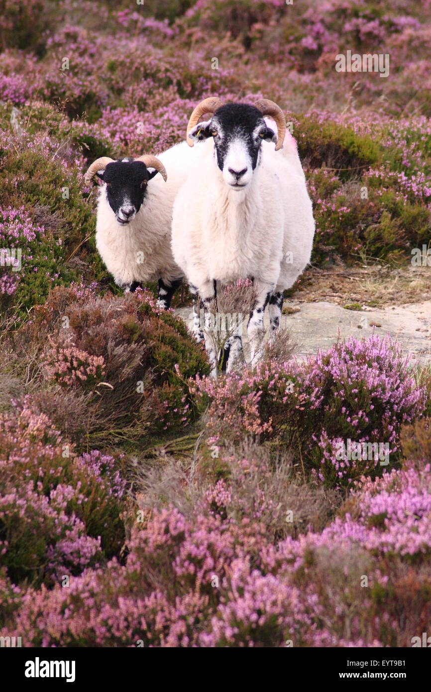 Schaf durchstreifen Blüte Ling Heather auf Burbage Moor im Peak District National Park, England UK Stockfoto