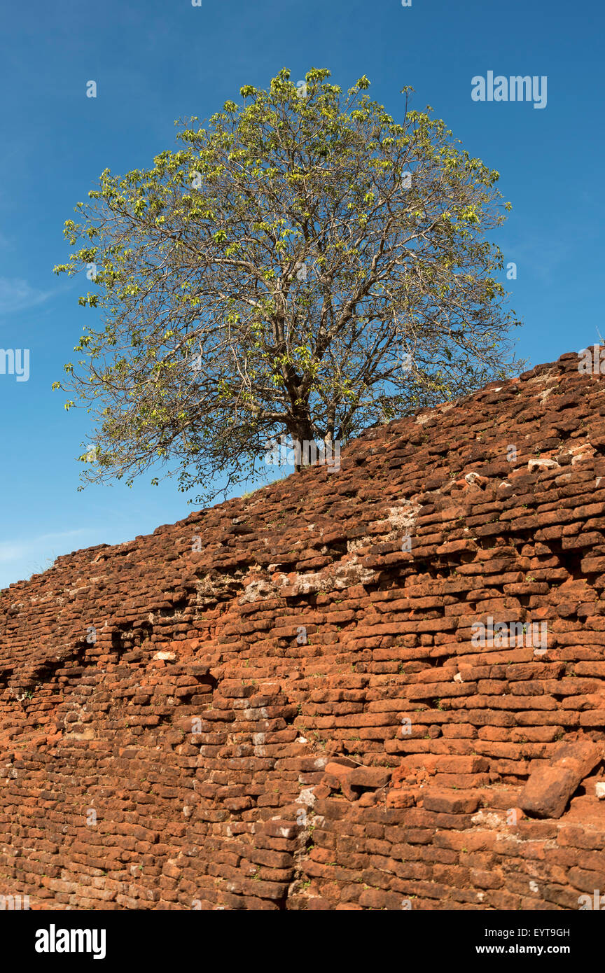 Sigiriya-Felsen Befestigungsanlagen, Sri Lanka Stockfoto