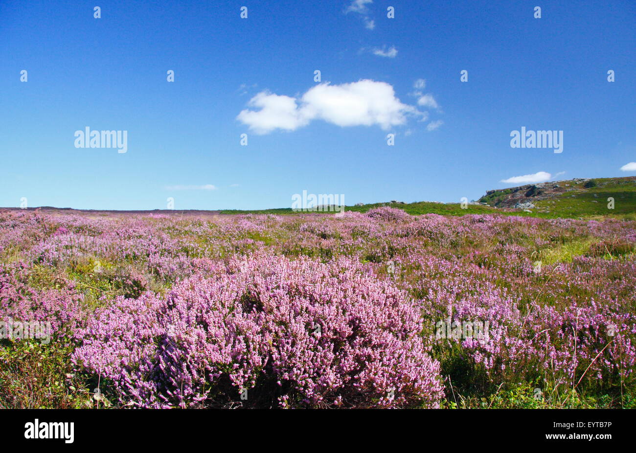 Heidekraut Blüte auf Hathersage Moor in der Nähe von Sheffield, Peak District National Park, England UK - Sommer Stockfoto