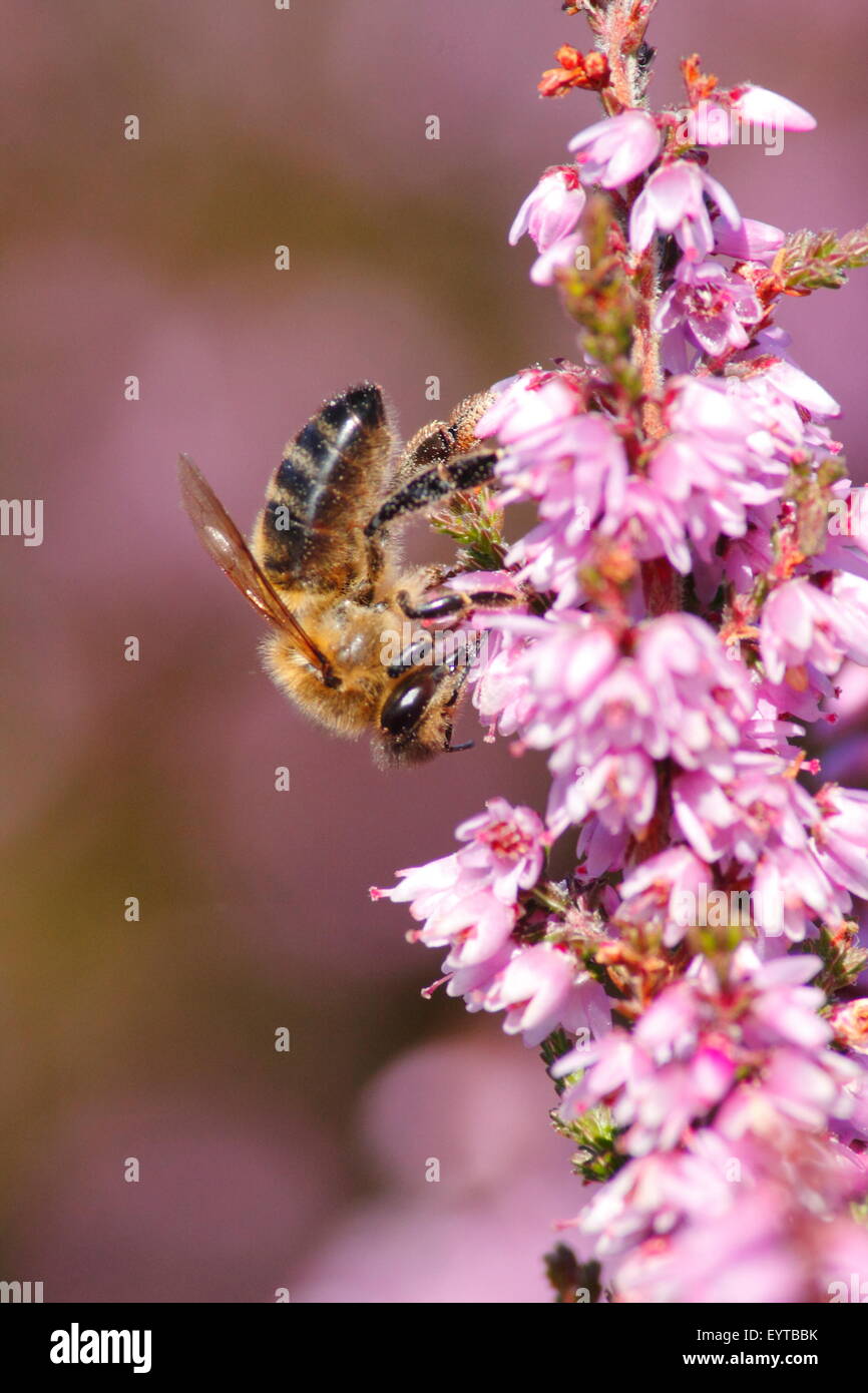 Eine europäische Honigbiene (apis Mellifera) auf blühenden Heidekraut (Calluna Vulgaris) auf Moorland im Peak District NP, Derbyshire UK Stockfoto