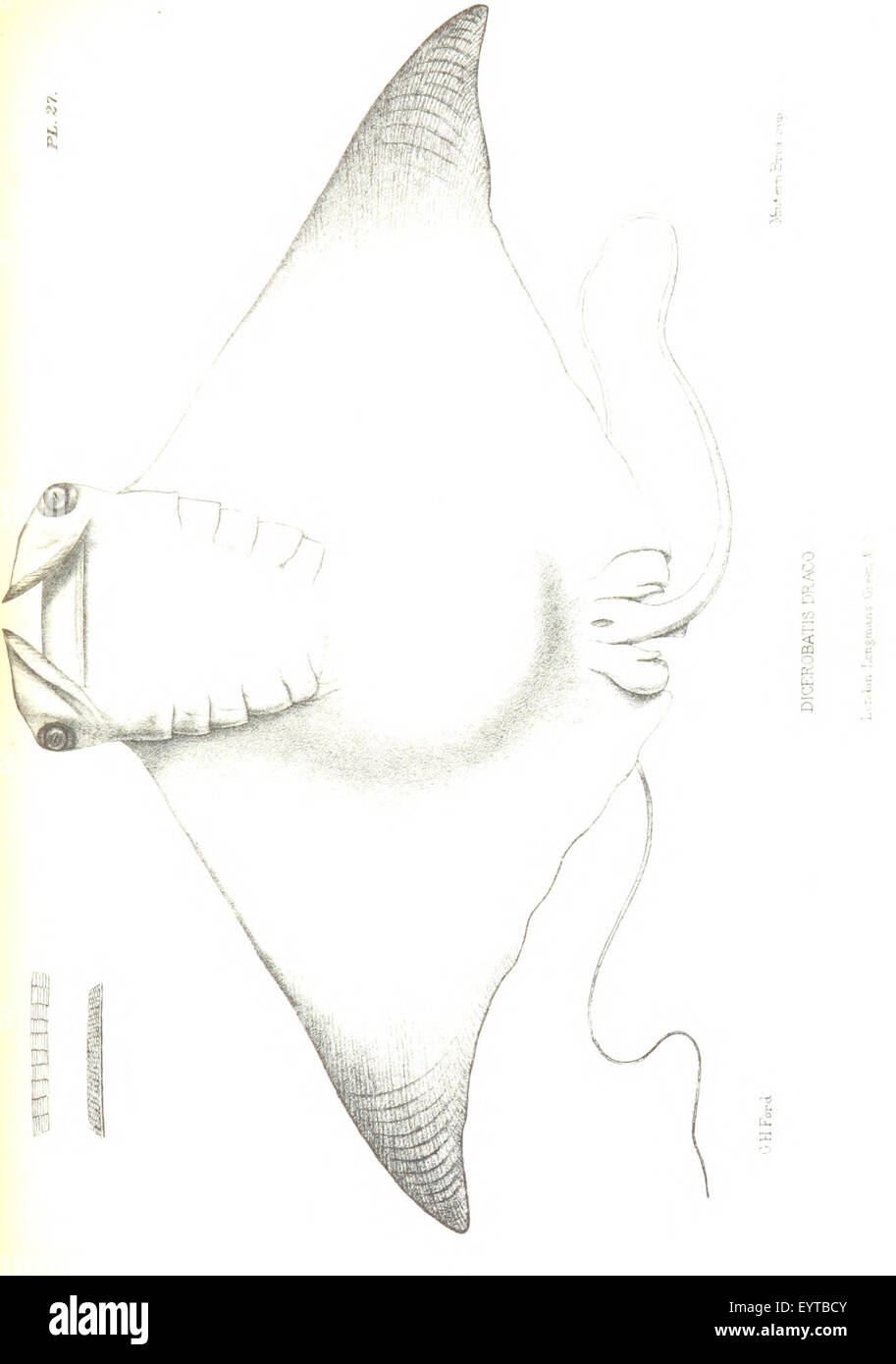 Bild entnommen Seite 521 von "Notizen während der Kreuzfahrt von HMS Curaçoa unter den Südsee-Inseln im Jahr 1865... Mit... Naturgeschichte Mitteilungen [von G. R. Gray, A. C. L. G. Guenther u.a.]. [Mit Platten und einer Karte.] " Bild entnommen Seite 521 von "Notizen während der Kreuzfahrt Stockfoto