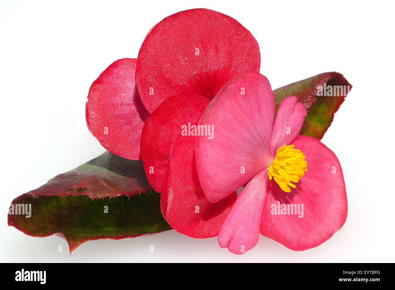 Begonie, Begonie, Semperflorens, Balkonblumen, Stockfoto