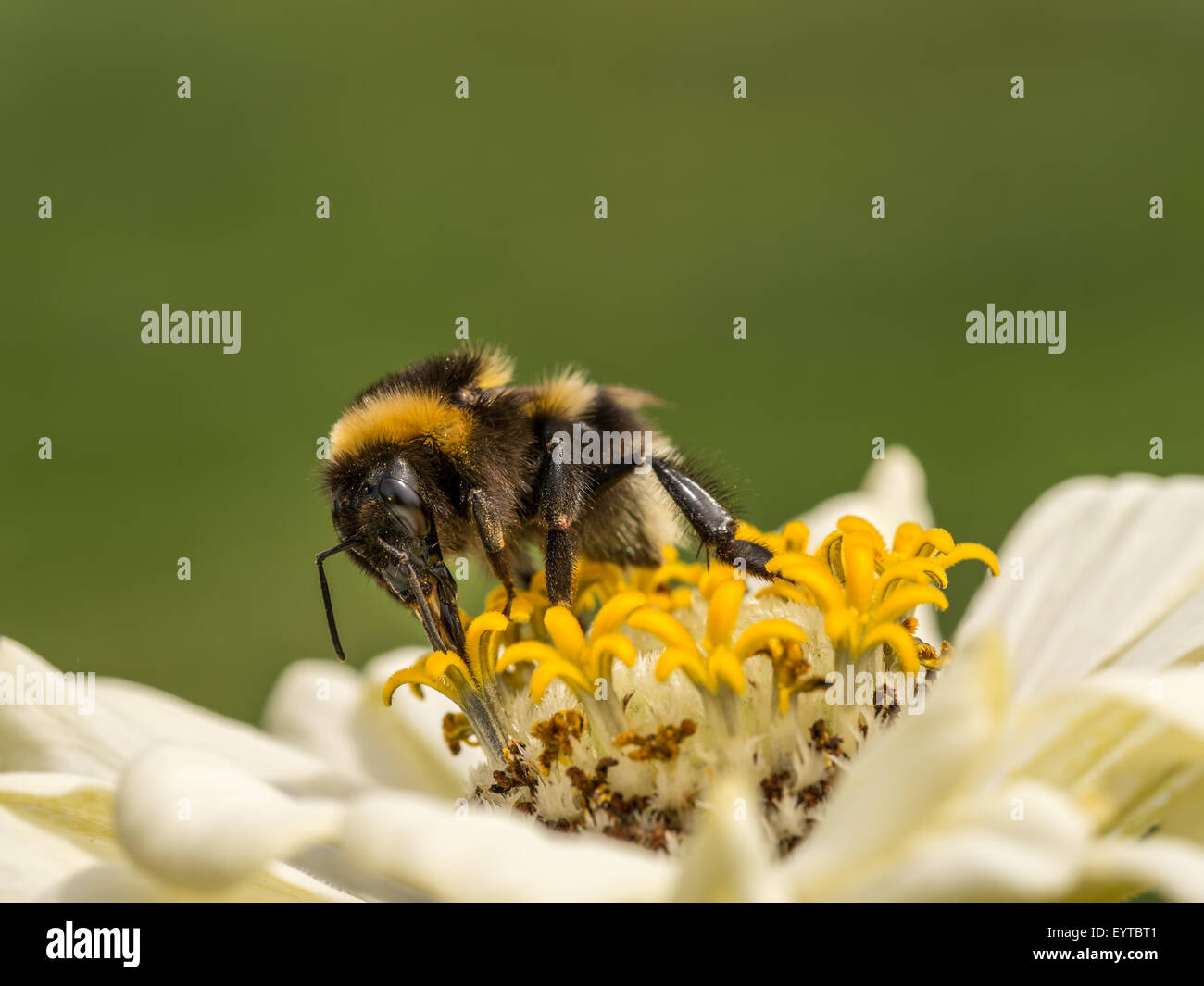 Nahaufnahme von Zinnia Blume mit Biene Stockfoto