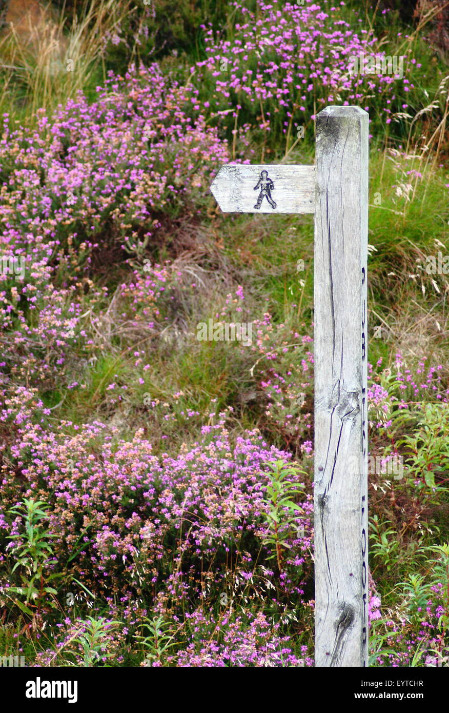 Ling Heidekraut (Calluna Vulgaris) wächst auf Moorland durch ein öffentlicher Fußweg Schild am Curbar Rand, Peak District National Park, UK Stockfoto
