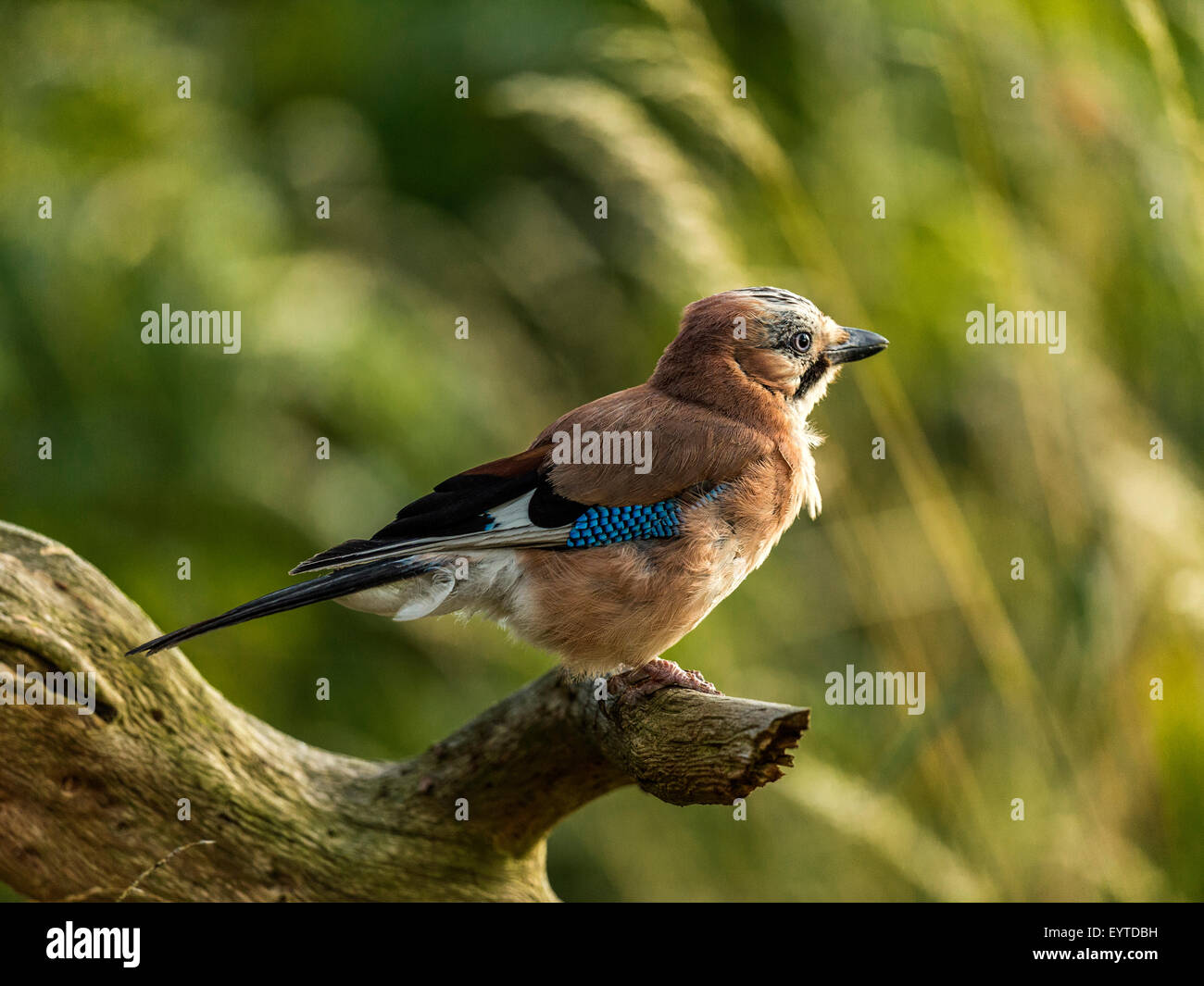 Eichelhäher dargestellt thront auf einer alten verfallenen hölzernen Baumstumpf, in frühen Abend Sonnenlicht getaucht. Stockfoto