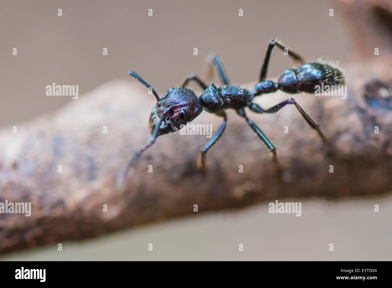 Eine Kugel Ameise zu Fuß auf der Suche nach Nahrung Stockfoto